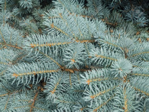 Colorado blue spruce (Picea pungens) is a species of spruce tree. It is native to the Rocky Mountains of the United States.